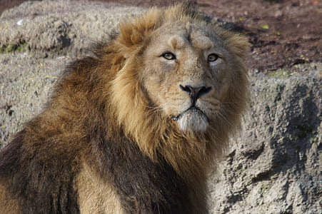 lion near gray rock thumbnail