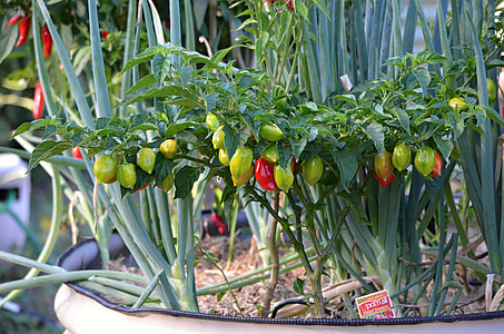 green bell peppers in pot thumbnail