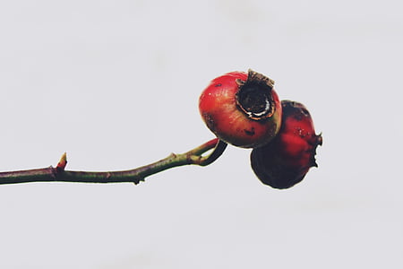 two round red fruits with white background thumbnail