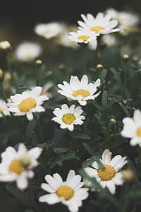 Shallow Focus Photograph of Daisy Flower thumbnail