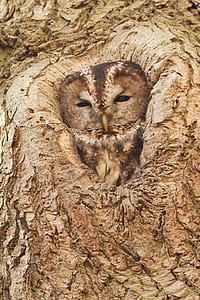 photography of owl inside the tree trunk thumbnail
