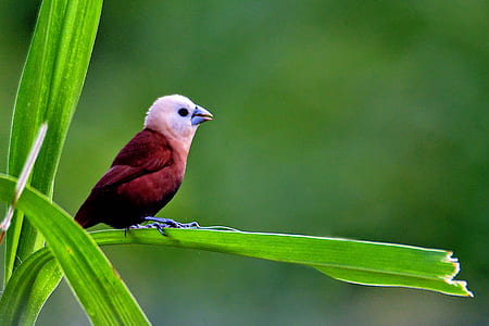 red and pink bird in macro shot thumbnail