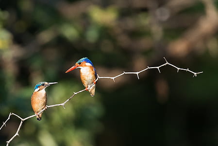 shallow focus of two birds thumbnail