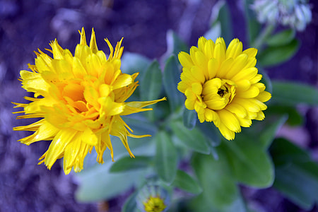 Flowers, Yellow thumbnail