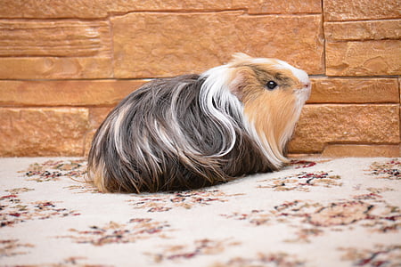 long-haired brown and black hamster thumbnail