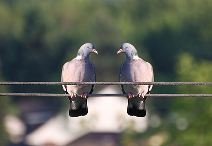 two grey pigeons on wire during daytime thumbnail
