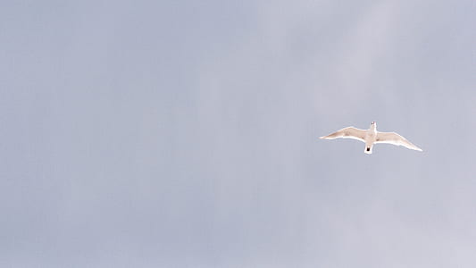 low angle view photography of white short-beak bird thumbnail