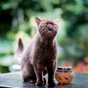 brown cat beside stained glass jar thumbnail