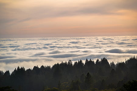 green trees thumbnail