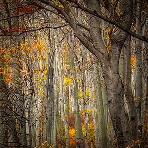 Trees in Autumn Forest thumbnail