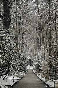 trees near concrete road during daytime thumbnail