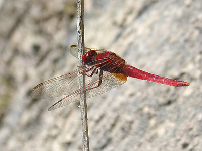 Red Dragonfly, Stem thumbnail
