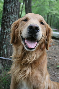adult golden retriever smiling thumbnail