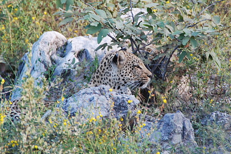 animal beside plant thumbnail
