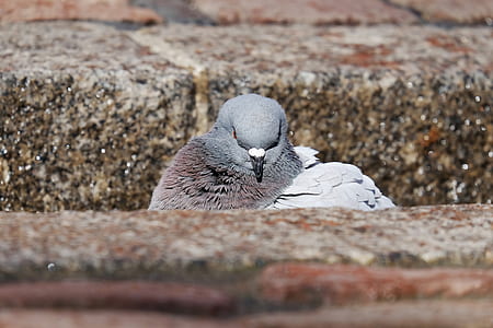 grey pigeon sitting on brown concrete surface thumbnail
