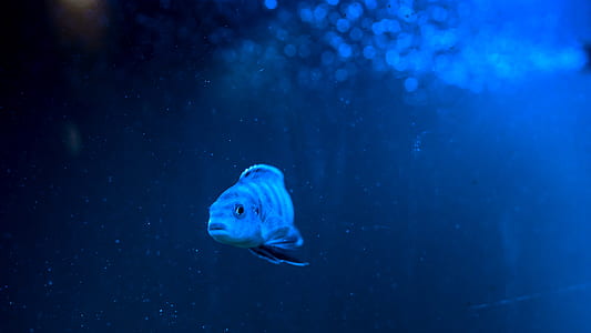 gray fish underwater photo thumbnail
