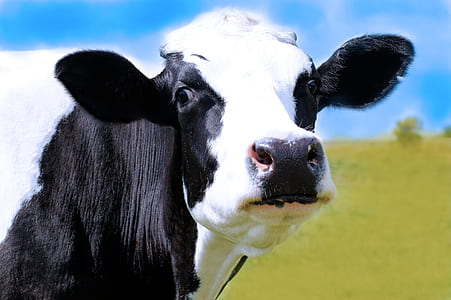 black and white cow in shallow-focus shot thumbnail