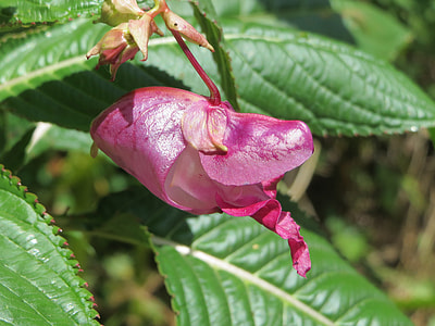 Impatiens Glandulifera thumbnail