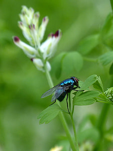 Calliphora Vicina, Greenfly thumbnail