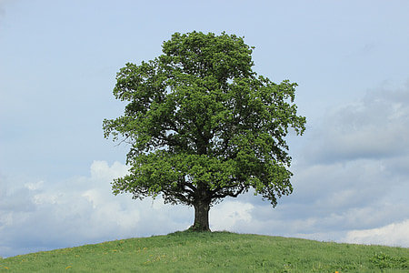 tree growing on top of hill thumbnail