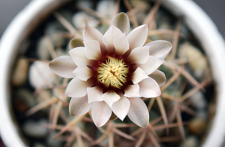 Gymnocalycium, Flowering Cactus thumbnail