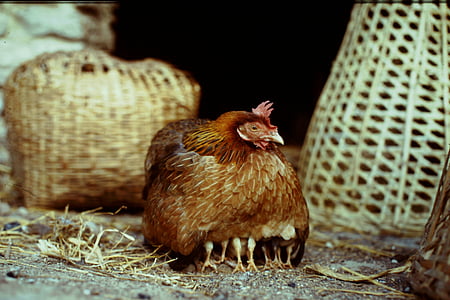 brown hen with chicks thumbnail