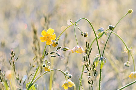 yellow flowers thumbnail