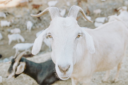 close up photography of white goat thumbnail