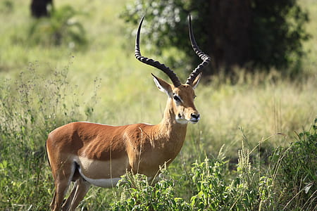 Close-up Photography of a Antelope thumbnail