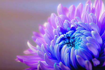 purple petaled flowers closeup photo thumbnail