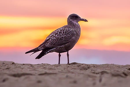 Grey Bird on White Beach Sand thumbnail