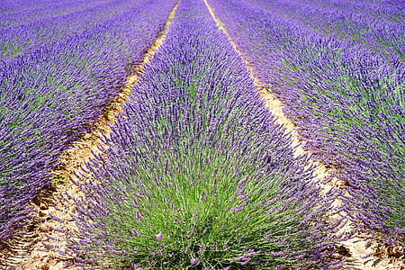 lavender garden thumbnail