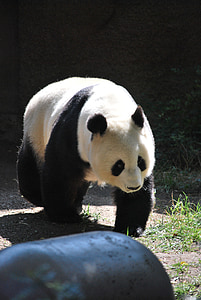 crawling panda on green grass thumbnail