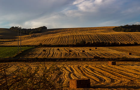brown field during daytime photo thumbnail