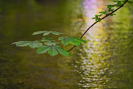 focused-photo of green leafed plant thumbnail