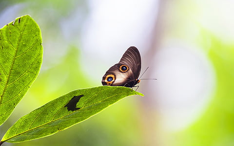 close up photo of brown owl butterfly perched on leaf thumbnail