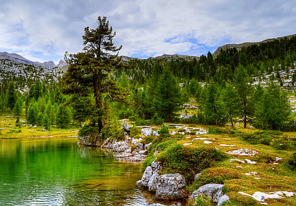 river surrounded by pine trees thumbnail