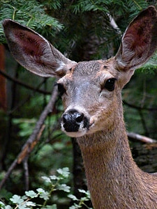 deer face thumbnail
