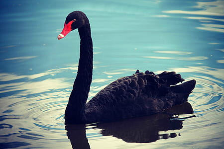 black swan on body of water thumbnail