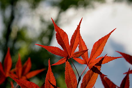 red cannabis leaves selective focal photo thumbnail