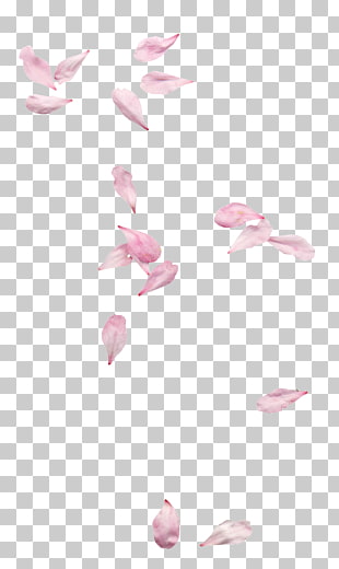 Petal , Floating Petals, pink petals PNG clipart