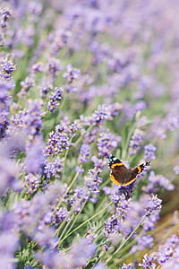 orange and brown admiral butterfly perching on purple petaled flower at daytime thumbnail