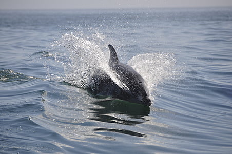black dolphin swimming on body of water thumbnail