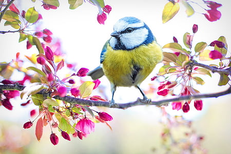 shallow focus photography of white and green bird on tree branch thumbnail