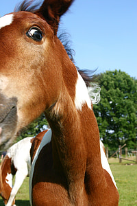 white and brown horse on field thumbnail