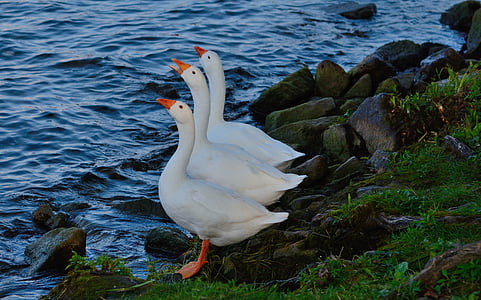 three white ducks beside body of water thumbnail