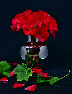 red flowers thumbnail