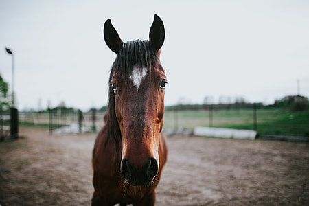 Portrait of a horse thumbnail