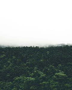 aerial photography of green forest thumbnail