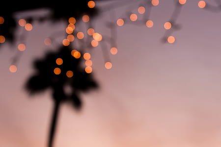 lights, bokeh, tree, palm tree thumbnail